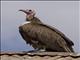 Hooded Vulture (Necrosyrtes monachus)