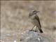 Pied Wheatear (Oenanthe pleschanka) - Female