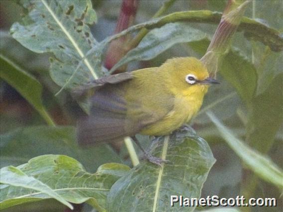 Northern Yellow White-eye (Zosterops senegalensis)