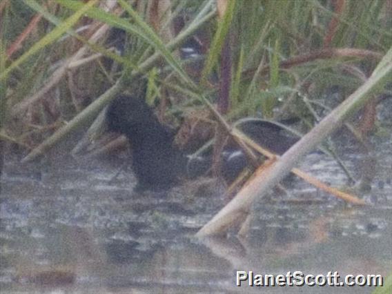 Lesser Moorhen (Paragallinula angulata)