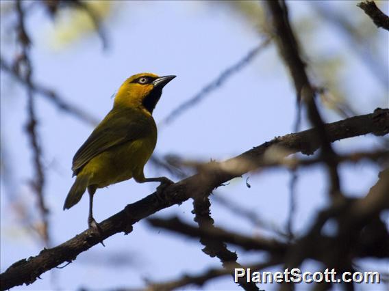 Spectacled Weaver (Ploceus ocularis)