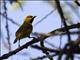 Spectacled Weaver (Ploceus ocularis)