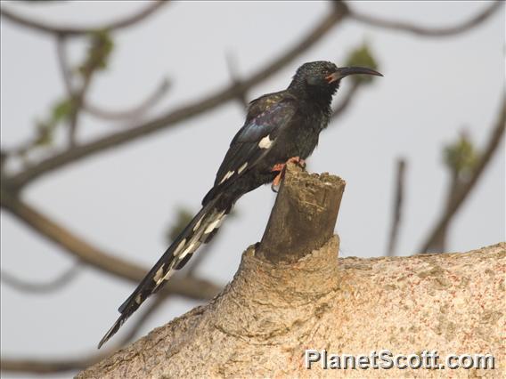 Black-billed Woodhoopoe (Phoeniculus somaliensis)