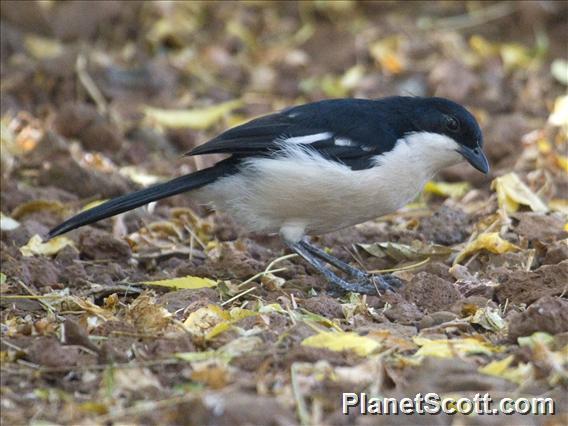 Ethiopian Boubou (Laniarius aethiopicus)