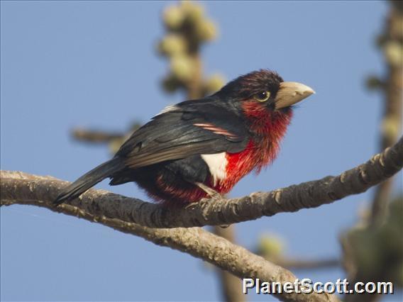 Double-toothed Barbet (Pogonornis bidentatus)