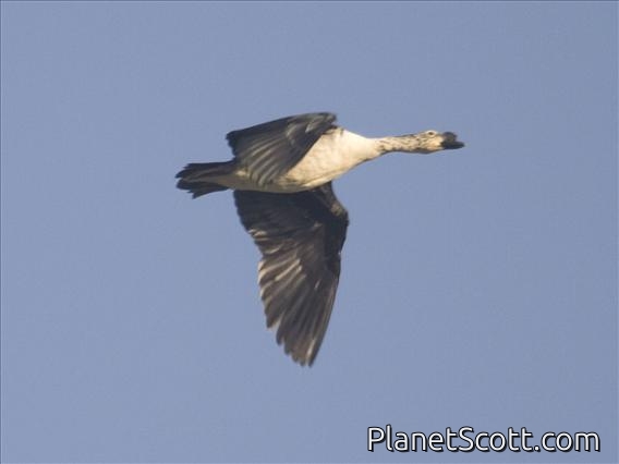Comb Duck (Sarkidiornis melanotos)