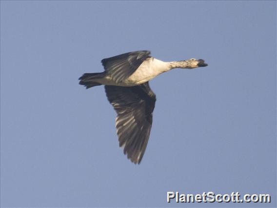 Knob-billed Duck (Sarkidiornis melanotos)