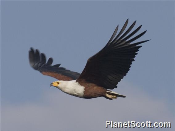 African Fish-Eagle (Icthyophaga vocifer)