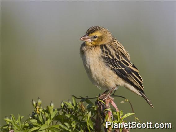 Northern Red Bishop (Euplectes franciscanus)