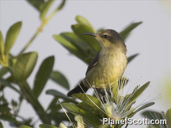 Copper Sunbird (Cinnyris cupreus)