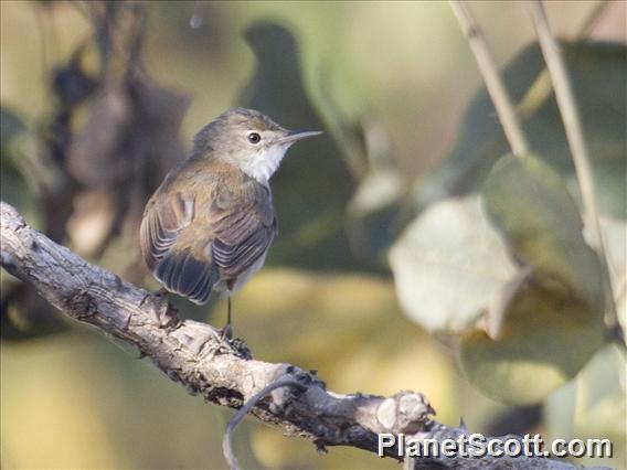 Marsh Warbler (Acrocephalus palustris)