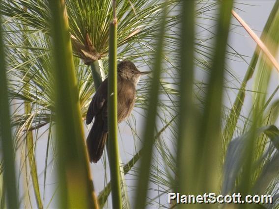 Savi's Warbler (Locustella luscinioides)