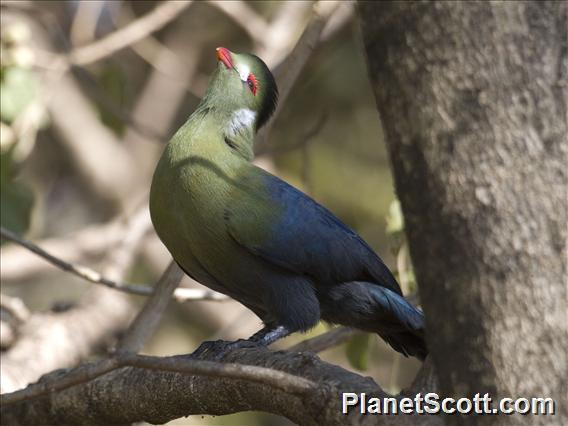 White-cheeked Turaco (Menelikornis leucotis)