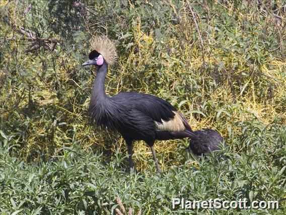 Black Crowned-Crane (Balearica pavonina)