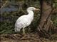 Western Cattle Egret (Bubulcus ibis)