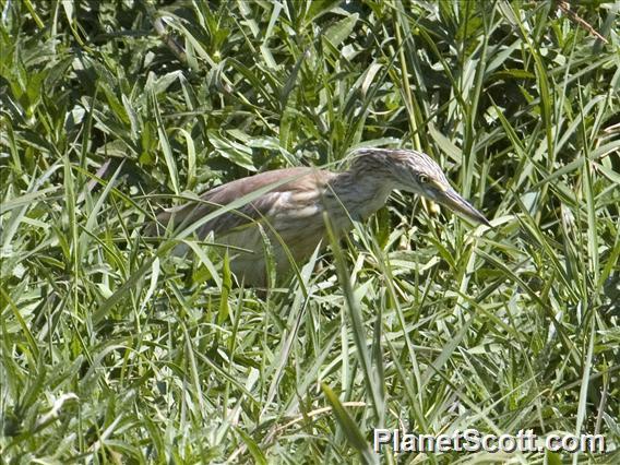 Squacco Heron (Ardeola ralloides)