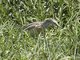 Little Heron (Butorides atricapilla)