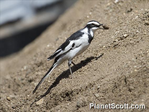 African Pied Wagtail (Motacilla aguimp)