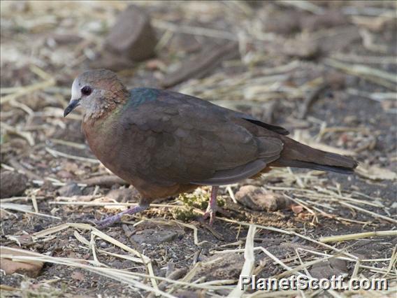 Lemon Dove (Aplopelia larvata)