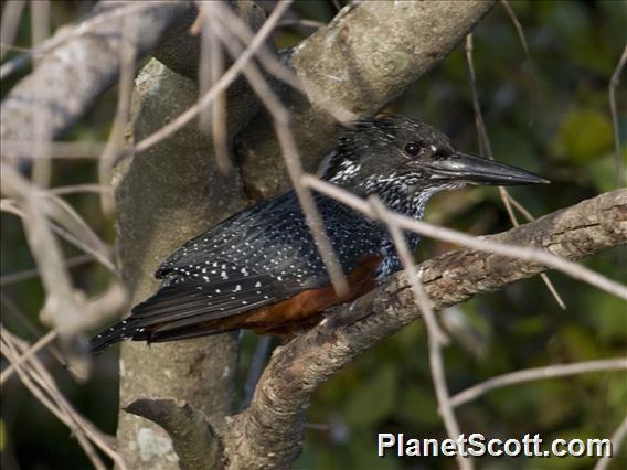 Giant Kingfisher (Megaceryle maxima)