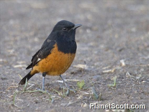 White-winged Cliff-Chat (Monticola semirufus)