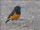 White-winged Cliff-Chat (Thamnolaea semirufa)