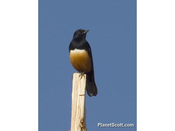 Mocking Cliff-Chat (Thamnolaea cinnamomeiventris)