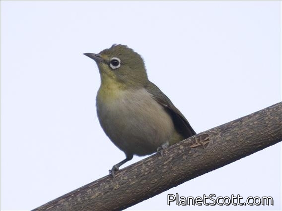 Abyssinian White-eye (Zosterops abyssinicus)
