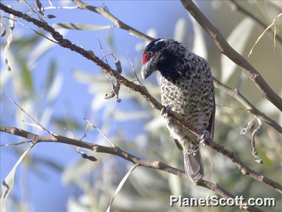 Banded Barbet (Lybius undatus)