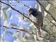 Banded Barbet (Lybius undatus)