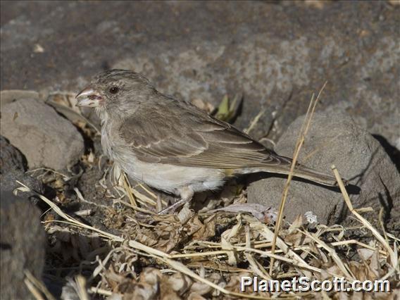 Yellow-rumped Serin (Crithagra xanthopygia)