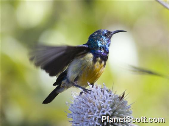 Variable Sunbird (Cinnyris venustus)