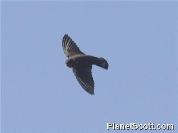 Pale Crag-Martin (Ptyonoprogne obsoleta)