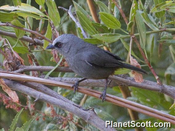 Abyssinian Catbird (Sylvia galinieri)