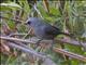 Abyssinian Catbird (Parophasma galinieri)