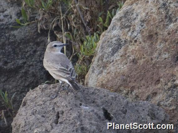 Isabelline Wheatear (Oenanthe isabellina)