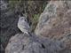 Isabelline Wheatear (Oenanthe isabellina)