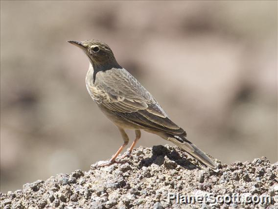 Long-billed Pipit (Anthus similis)