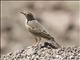 Long-billed Pipit (Anthus similis)