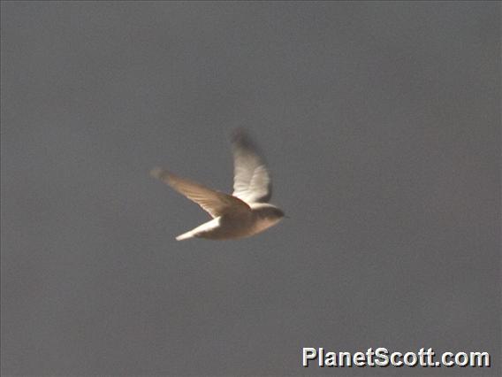 Eurasian Crag-Martin (Ptyonoprogne rupestris)