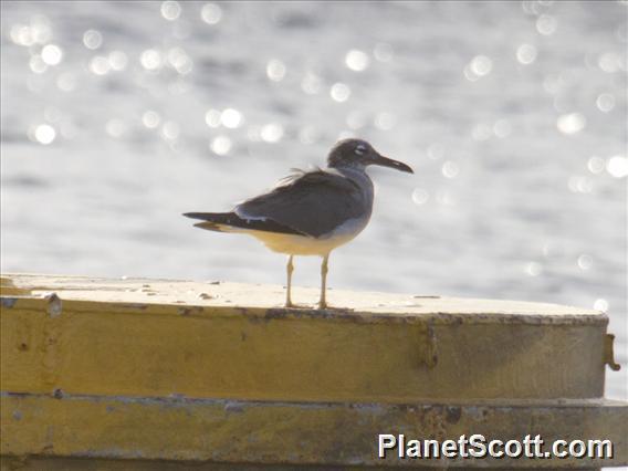 White-eyed Gull (Ichthyaetus leucophthalmus)