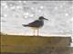 White-eyed Gull (Larus leucophthalmus)