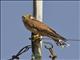 Common Kestrel (Falco tinnunculus)