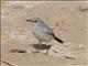 Blackstart (Cercomela melanura)