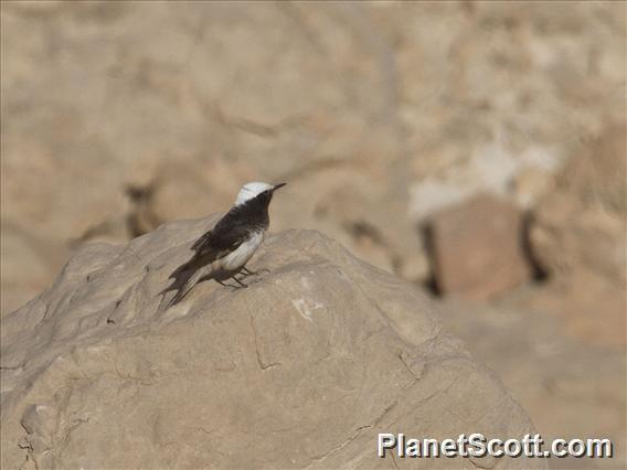 Hooded Wheatear (Oenanthe monacha)