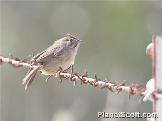 Rufous-crowned Sparrow (Aimophila ruficeps)