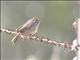 Rufous-crowned Sparrow (Aimophila ruficeps)