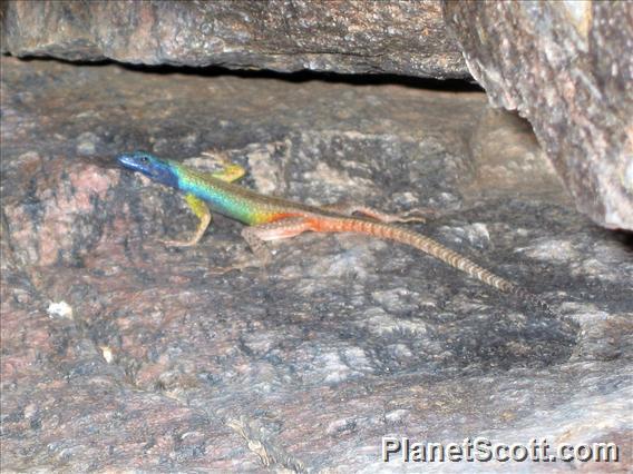 Broadley's Flat Lizard (Platysaurus broadleyi)