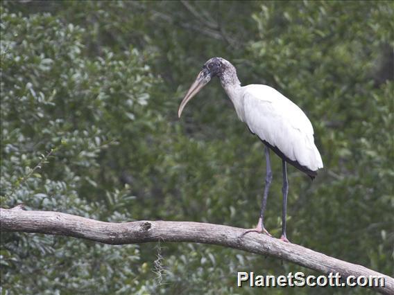 Wood Stork (Mycteria americana)