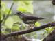 Louisiana Waterthrush (Seiurus motacilla)